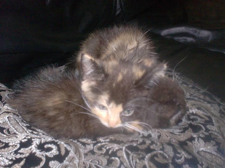 Huskat Beauty billede 5