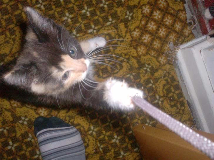 Huskat Beauty billede 6