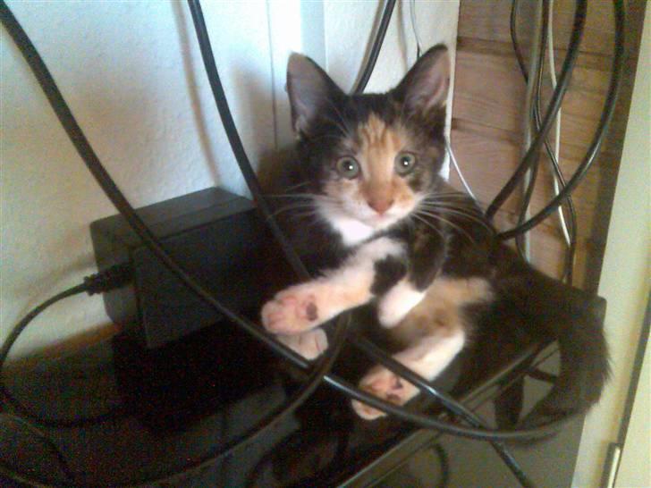 Huskat Dipsy & Barnonen *Savnet* - Ups opdaget *Mobilpic* billede 6