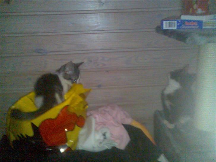 Huskat Dipsy & Barnonen *Savnet* - Se os er vi ikk søde *Mobilpic* billede 7