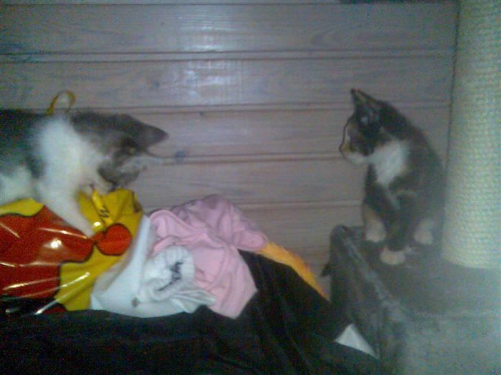 Huskat Dipsy & Barnonen *Savnet* - Her er jeg sammen med min bror Eigil *Mobilpic* billede 8