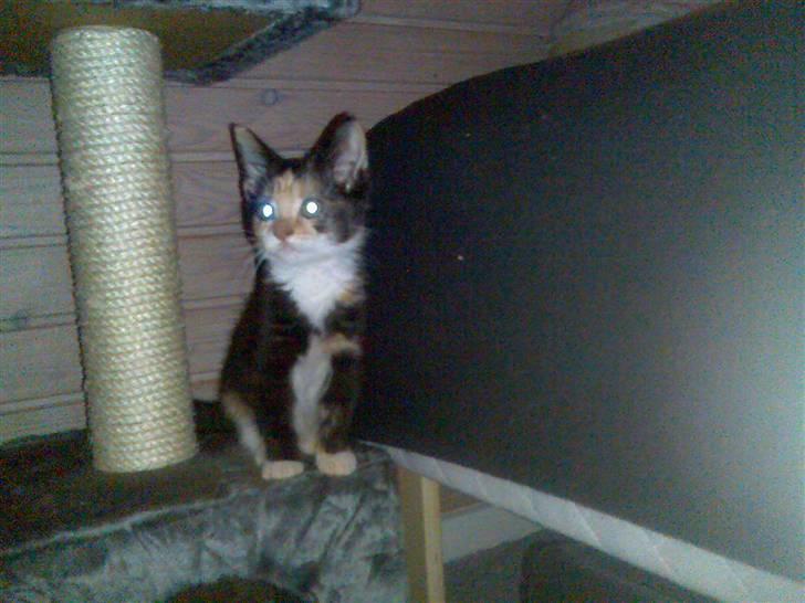 Huskat Dipsy & Barnonen *Savnet* - Nååh jeg er da en fin en *mobilpic* billede 9