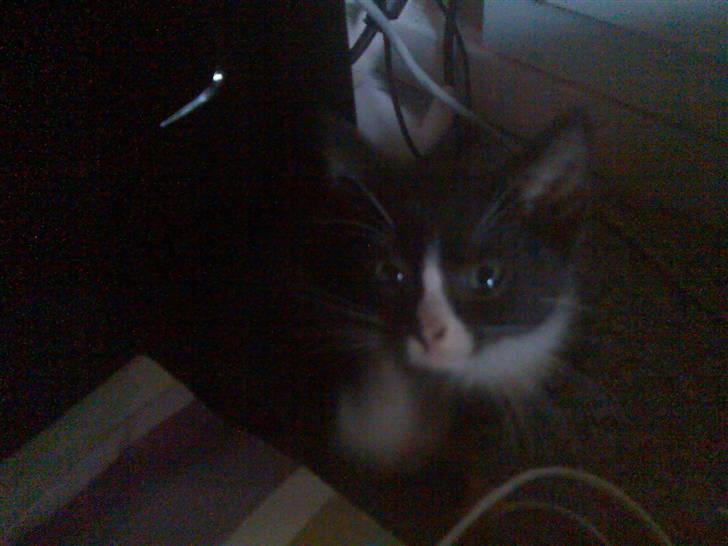 Huskat Dipsy & Barnonen *Savnet* - Her er Baronen *Mobilpic* billede 10