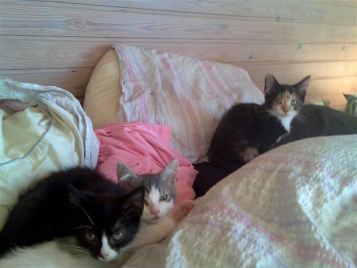 Huskat Dipsy & Barnonen *Savnet* - Her fjoller vi alle 3 sammen i sengen *Mobilpic* billede 11