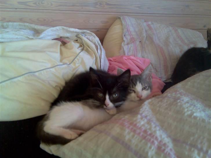 Huskat Dipsy & Barnonen *Savnet* - Her er vi igen *Mobilpic* billede 12