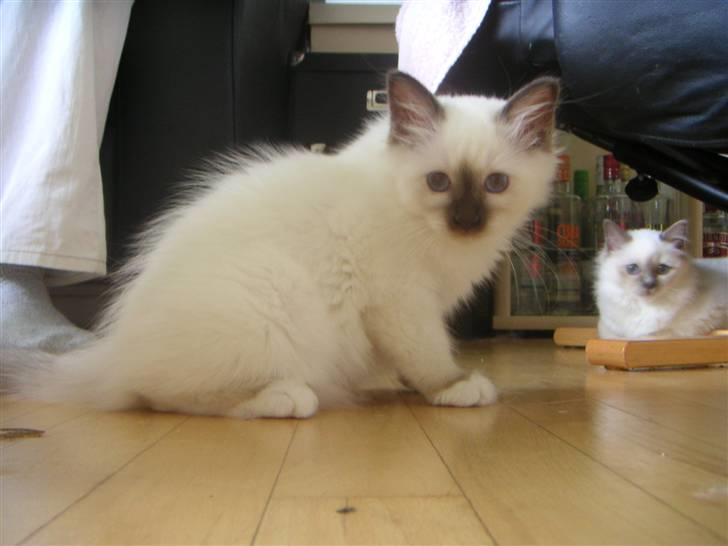 Hellig Birma Nicojama´s Rosie  Rais - 13 uger gammel billede 8