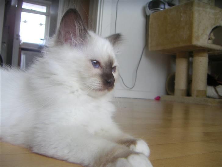 Hellig Birma Nicojama´s Rosie  Rais - 13 uger billede 9