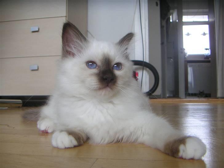 Hellig Birma Nicojama´s Rosie  Rais - 13 uger billede 10