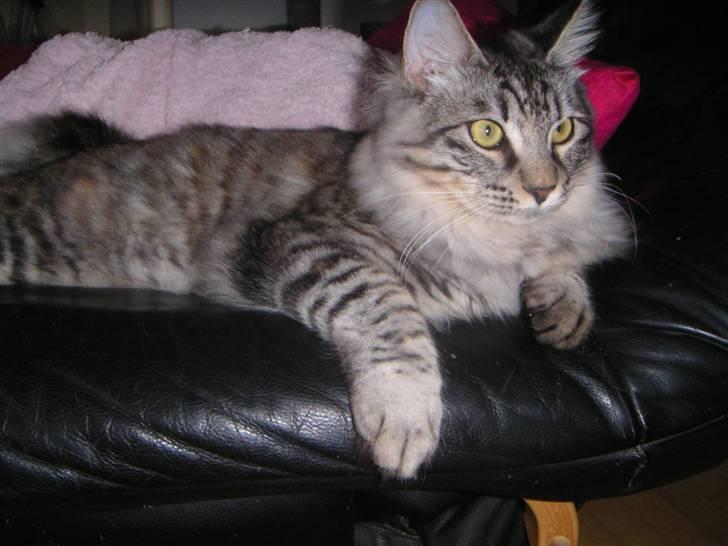 Kurilean Bobtail Chalounja Kurilkot - 6mdr og vejer 3,8kg billede 14