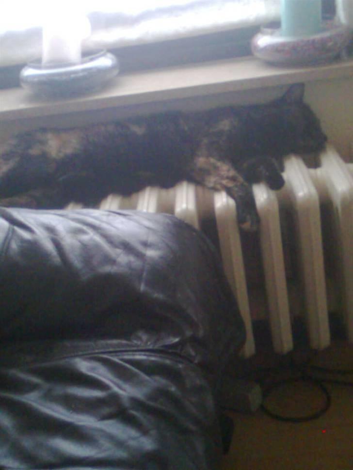 Blanding af racer Qba R.I.P - Ligger lige og varmer mig... :) billede 17