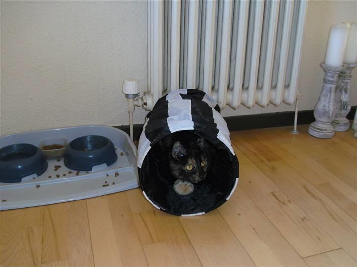 Blanding af racer Qba R.I.P - Leg med mor d. 13-06-09... :) Ligger på lur... :P billede 20