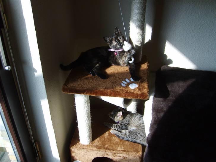 Blanding af racer Qba R.I.P billede 21