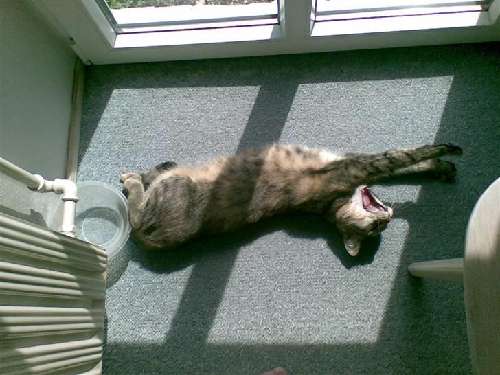 Huskat Kisser - en meget træt kat.... billede 15