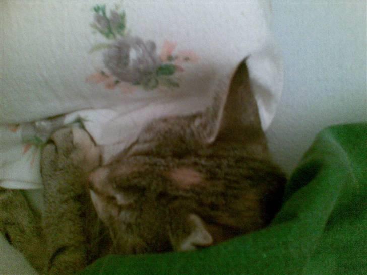 Huskat Kisser - kisser der ligger og hygger under dynen. billede 16