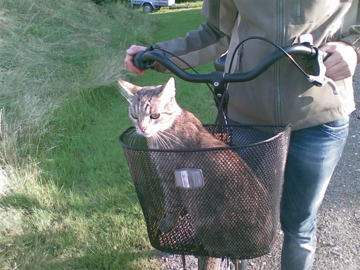 Huskat Kisser - kisser elsker at køre i cykelkurv.... billede 17