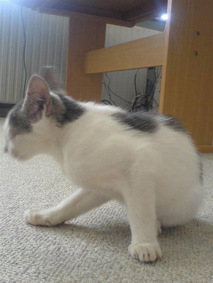 Huskat Andreas billede 5