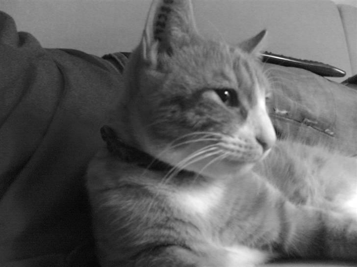 Huskat Michael R.I.P. billede 1