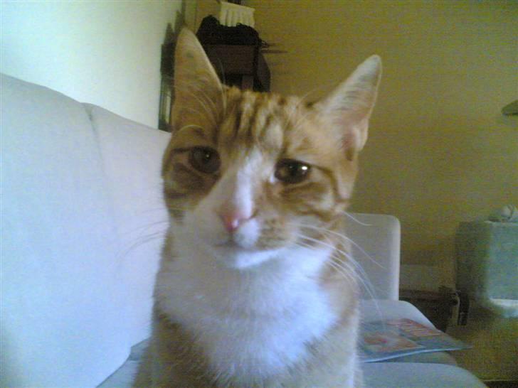 Huskat Michael R.I.P. billede 2