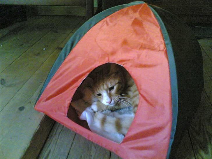 Huskat Michael R.I.P. - Elsker mit telt billede 3