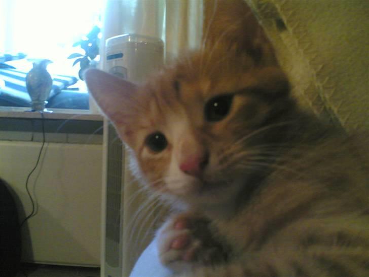 Huskat Michael R.I.P. billede 4