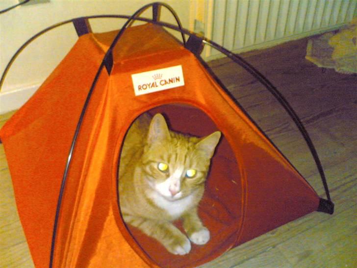 Huskat Michael R.I.P. billede 5