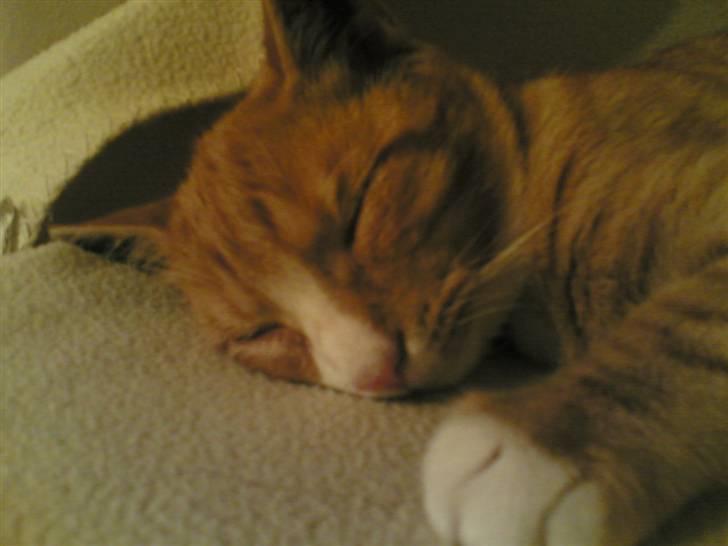 Huskat Michael R.I.P. billede 6