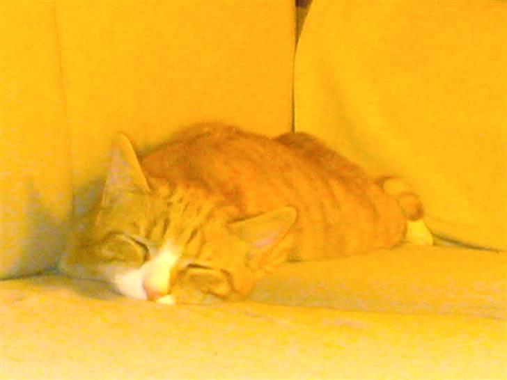 Huskat Michael R.I.P. billede 7