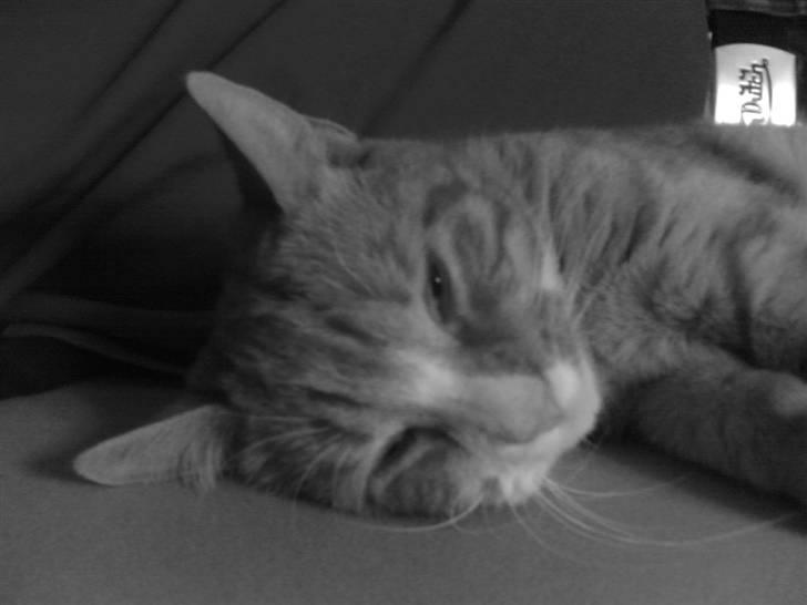 Huskat Michael R.I.P. billede 8