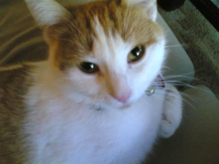 Huskat Kelly - Jeg har IKKE gjort noget jeg ikke måtte! billede 1