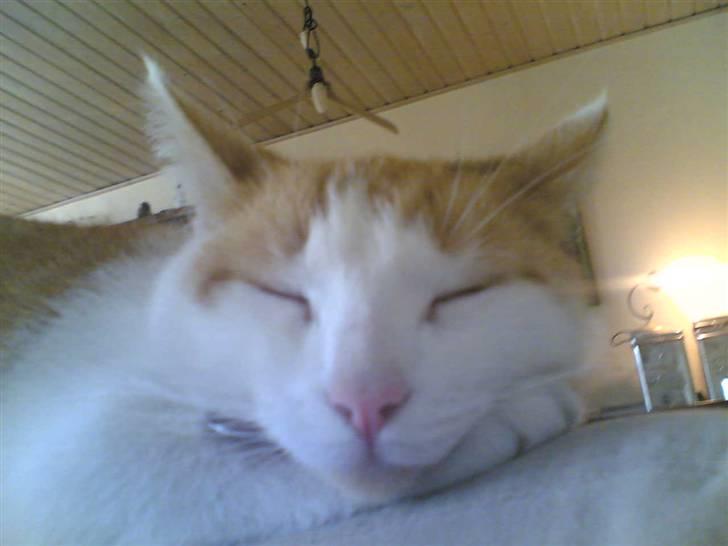 Huskat Kelly billede 2