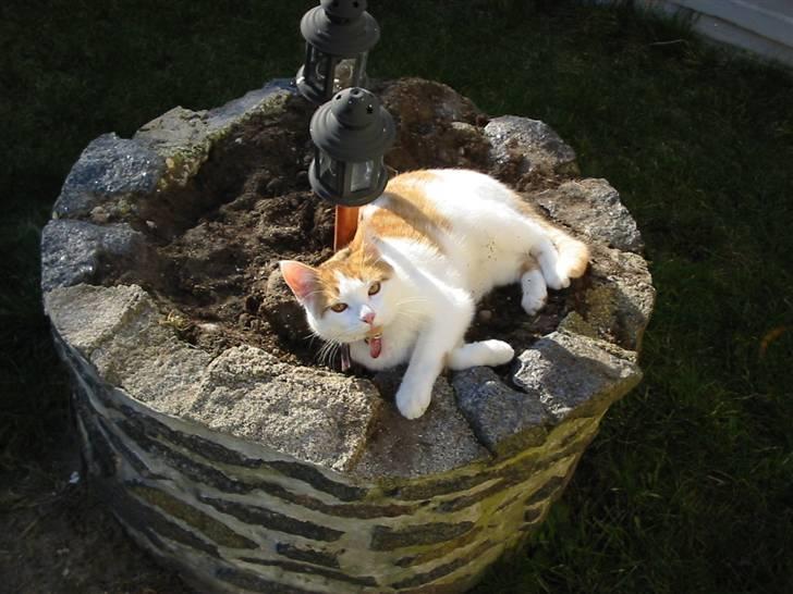 Huskat Kelly - Ligger lige i solen og hygger billede 3