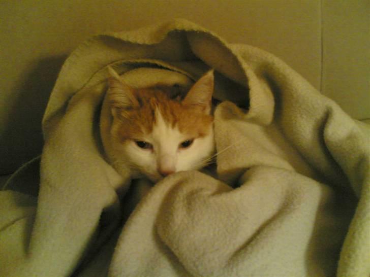 Huskat Kelly - Puutte putte... billede 4