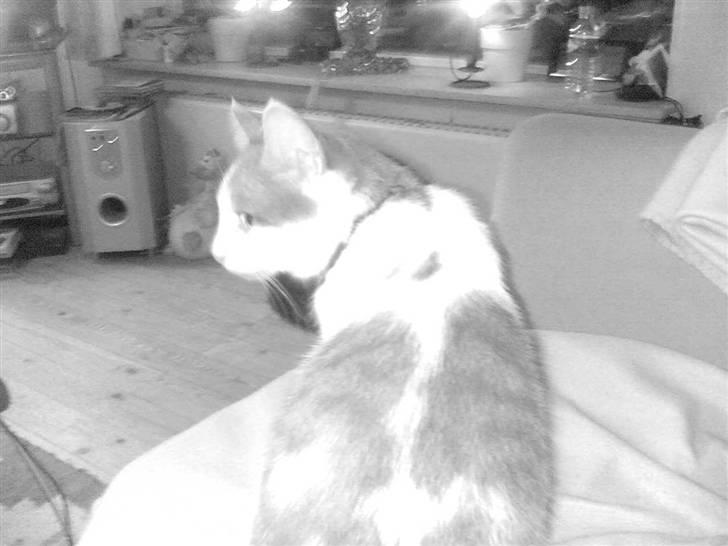 Huskat Kelly billede 5