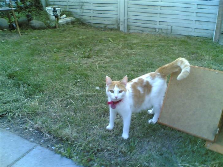 Huskat Kelly billede 6