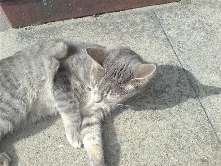 {{currentPhoto.altText}} billede {{currentPhoto.number}}