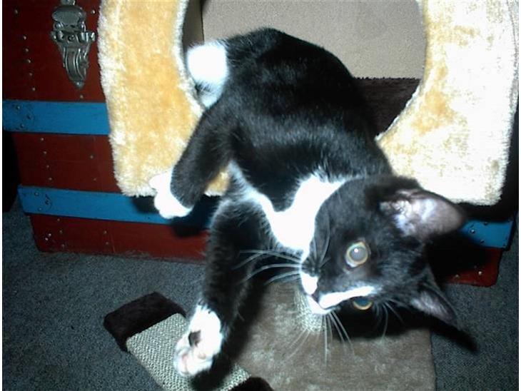 {{currentPhoto.altText}} billede {{currentPhoto.number}}