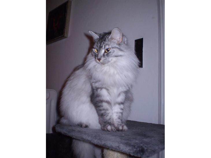 Blanding af racer RIP Cleo  - Velkommen til Cleos profil billede 1