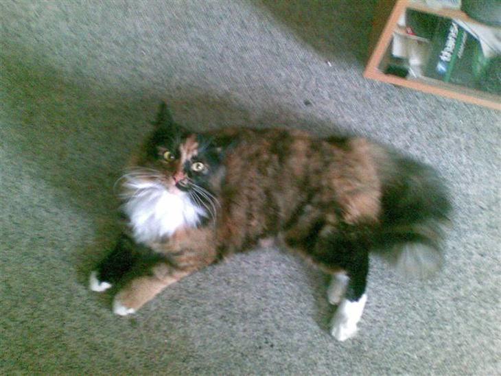 {{currentPhoto.altText}} billede {{currentPhoto.number}}