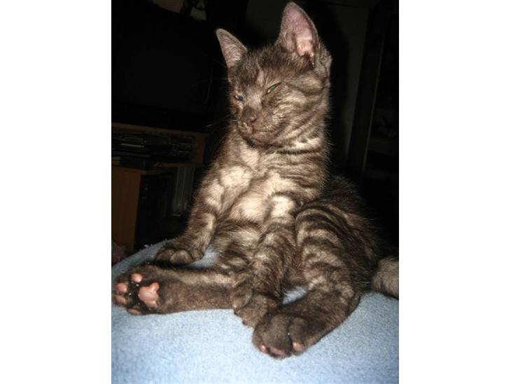 {{currentPhoto.altText}} billede {{currentPhoto.number}}