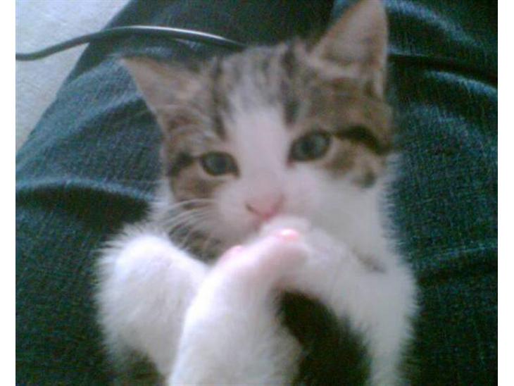 {{currentPhoto.altText}} billede {{currentPhoto.number}}