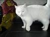 Huskat pouline mis