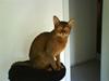 Abyssinier Puma