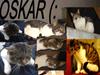 Huskat VRCL's Super Oskar *RIP*