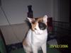 Huskat toffy