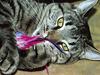 Huskat Samba
