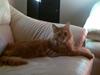 Maine Coon Harald (konge)