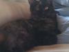 Maine Coon dumle