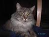 Maine Coon Sally