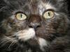 Maine Coon Sally sørøver *SOLGT*
