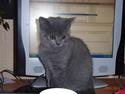 British Shorthair Columbine